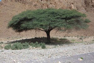 Un arbre en Afrique Michel Vidal, photographe